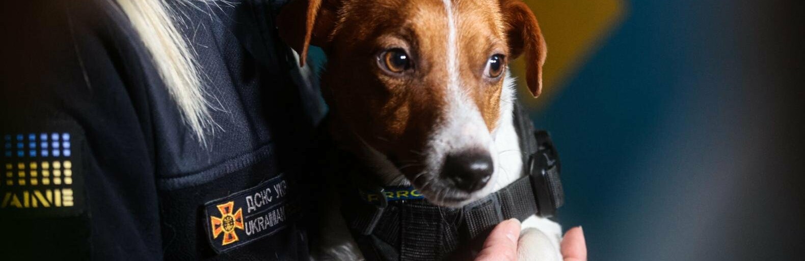 До Запоріжжя приїхав легендарний пес Патрон, який допоміг саперам знищити десятки тисяч ворожих снарядів